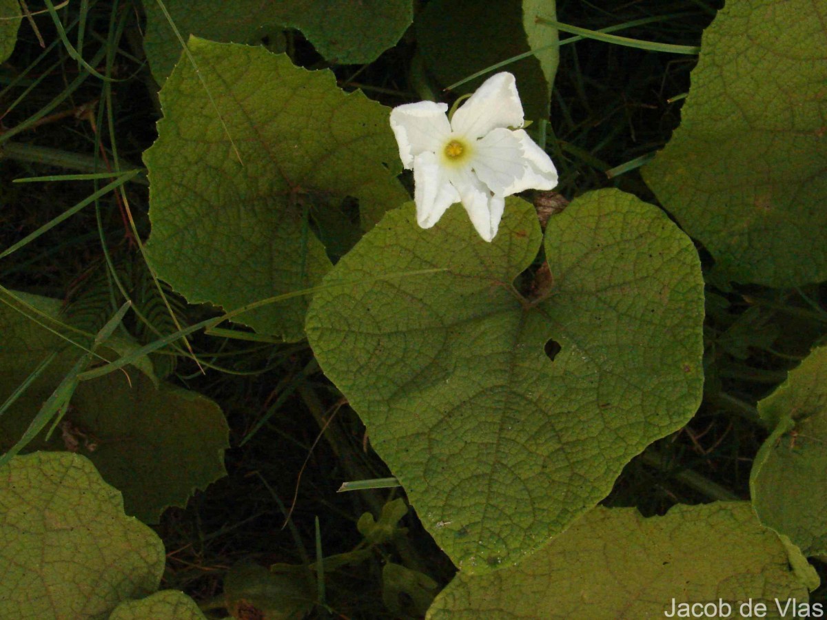 Trichosanthes scabra Lour.
